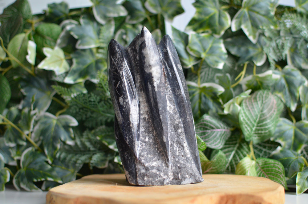 orthoceras fossiel