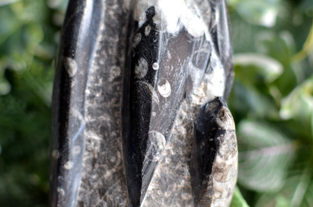 orthoceras